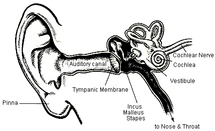Ear diagram